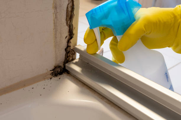 Environmental Consulting for Mold Prevention